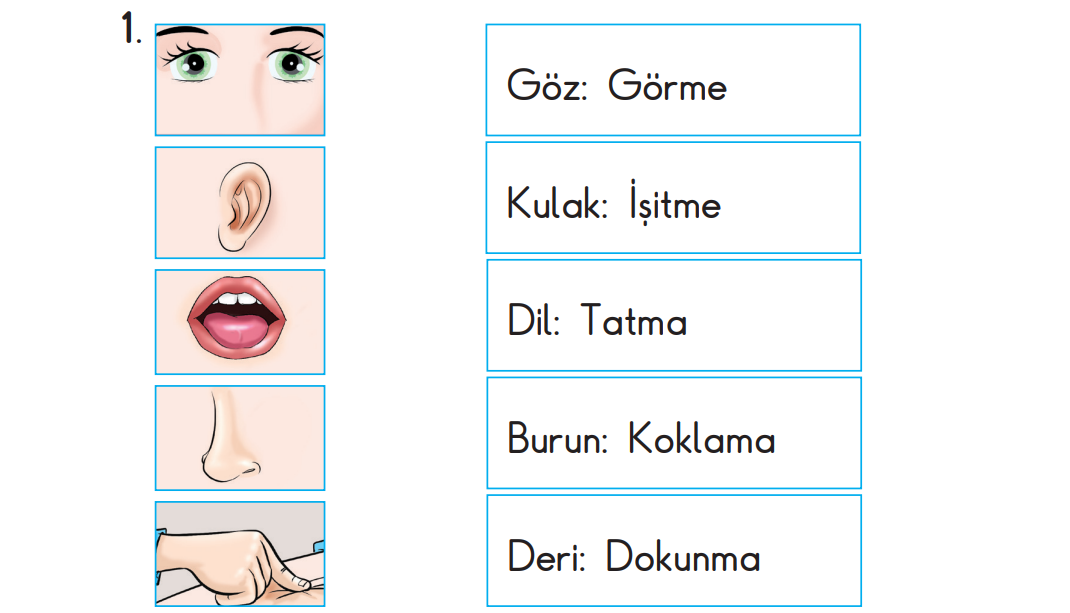 3. Sınıf Fen Bilimleri Ders Kitabı Sayfa 46 Cevapları SDR Dikey Yayıncılık