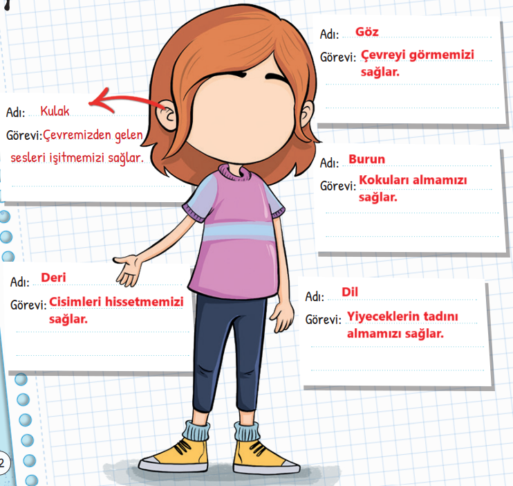 3. Sınıf Fen Bilimleri Ders Kitabı Sayfa 52 Cevapları MEB Yayınları