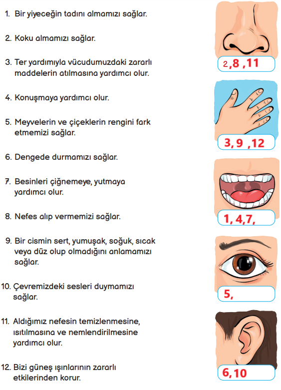 3. Sınıf Fen Bilimleri Ders Kitabı Sayfa 62 Cevapları MEB Yayınları