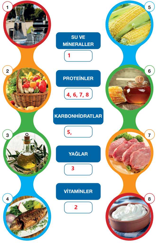 4. Sınıf Fen Bilimleri Ders Kitabı Sayfa 80 Cevapları Pasifik Yayınları