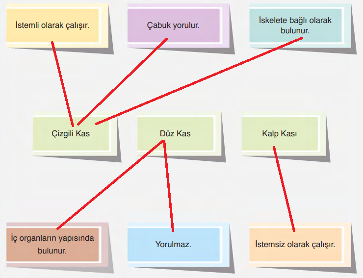 6. Sınıf Fen Bilimleri Ders Kitabı Sayfa 58 Cevapları GÜN Yayıncılık