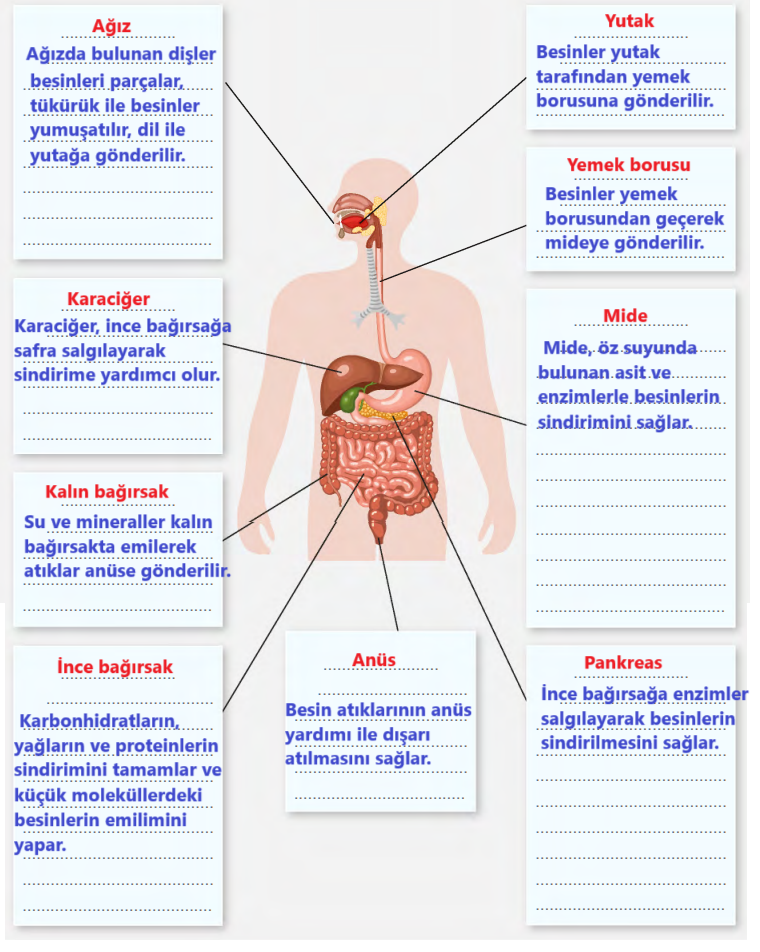 6. Sınıf Fen Bilimleri Ders Kitabı Sayfa 65 Cevapları GÜN Yayıncılık