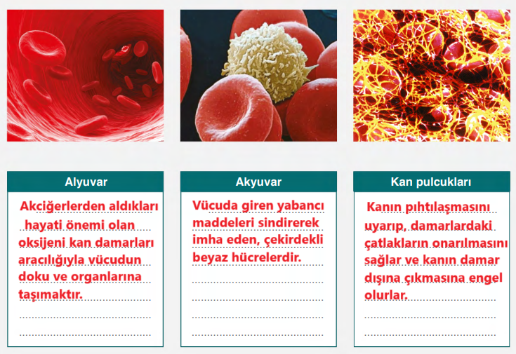 6. Sınıf Fen Bilimleri Ders Kitabı Sayfa 74 Cevapları GÜN Yayıncılık