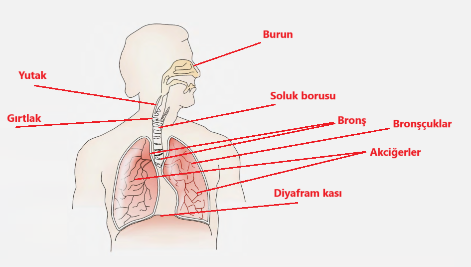 6. Sınıf Fen Bilimleri Ders Kitabı Sayfa  80 Cevapları GÜN Yayıncılık