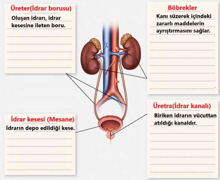 6. Sınıf Fen Bilimleri Ders Kitabı Sayfa  84 Cevapları GÜN Yayıncılık