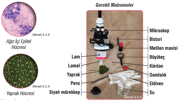 7. Sınıf Fen Bilimleri Ders Kitabı Sayfa 47 Cevapları