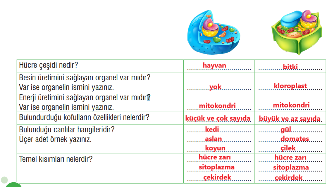 7. Sınıf Fen Bilimleri Ders Kitabı Sayfa 70 Cevapları MEB Yayınları