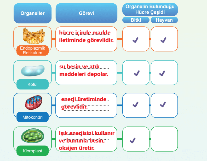 5. Sınıf Fen Bilimleri Ders Kitabı Sayfa 114 Cevapları MEB Yayınları