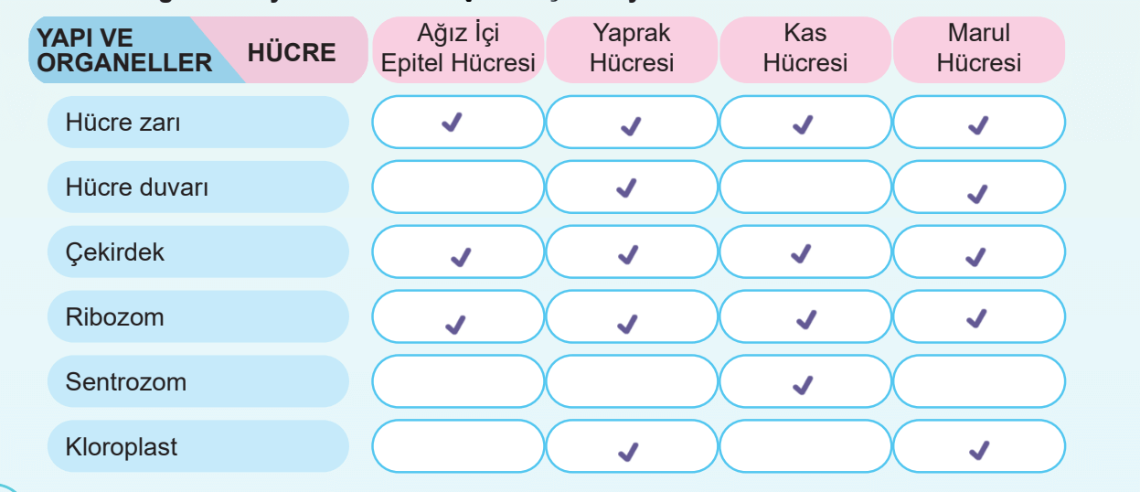 5. Sınıf Fen Bilimleri Ders Kitabı Sayfa 114 Cevapları MEB Yayınları1