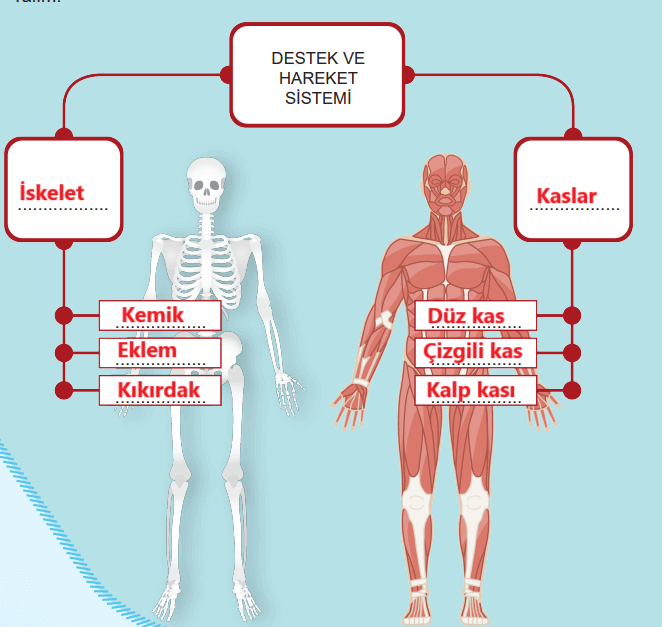 5. Sınıf Fen Bilimleri Ders Kitabı Sayfa 120-121-122-123. Cevapları MEB Yayınları