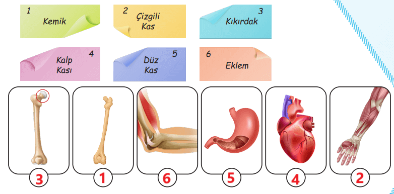 5. Sınıf Fen Bilimleri Ders Kitabı Sayfa 123 Cevapları MEB Yayınları