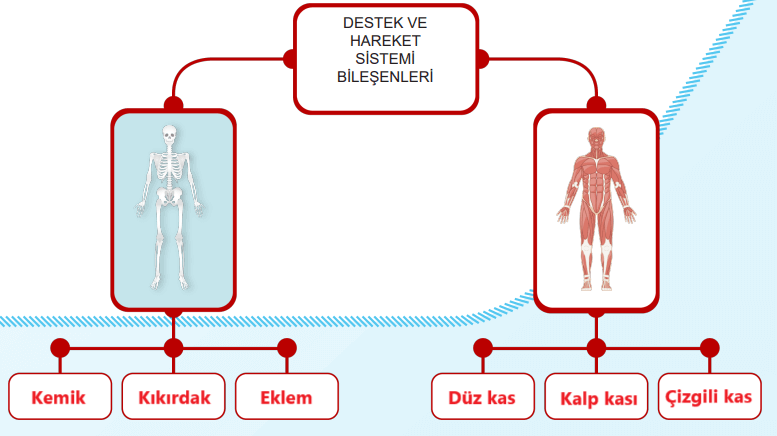 5. Sınıf Fen Bilimleri Ders Kitabı Sayfa 123 Cevapları MEB Yayınları1