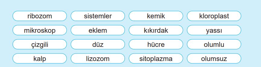 5. Sınıf Fen Bilimleri Ders Kitabı Sayfa 140 Cevapları MEB Yayınları