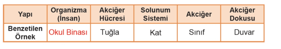 5. Sınıf Fen Bilimleri Ders Kitabı Sayfa 141 Cevapları MEB Yayınları