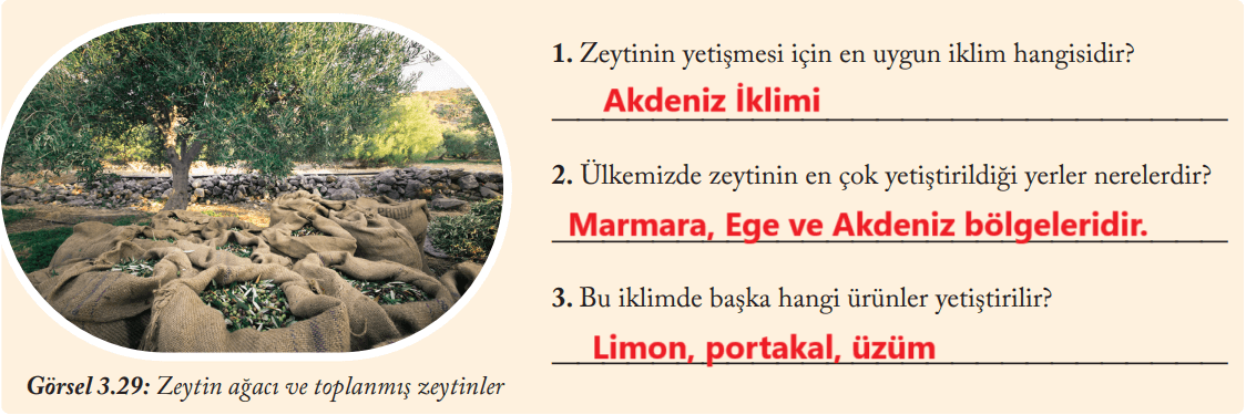 6. Sınıf Sosyal Bilgiler Ders Kitabı Sayfa 126 Cevapları EVOS Yayıncılık