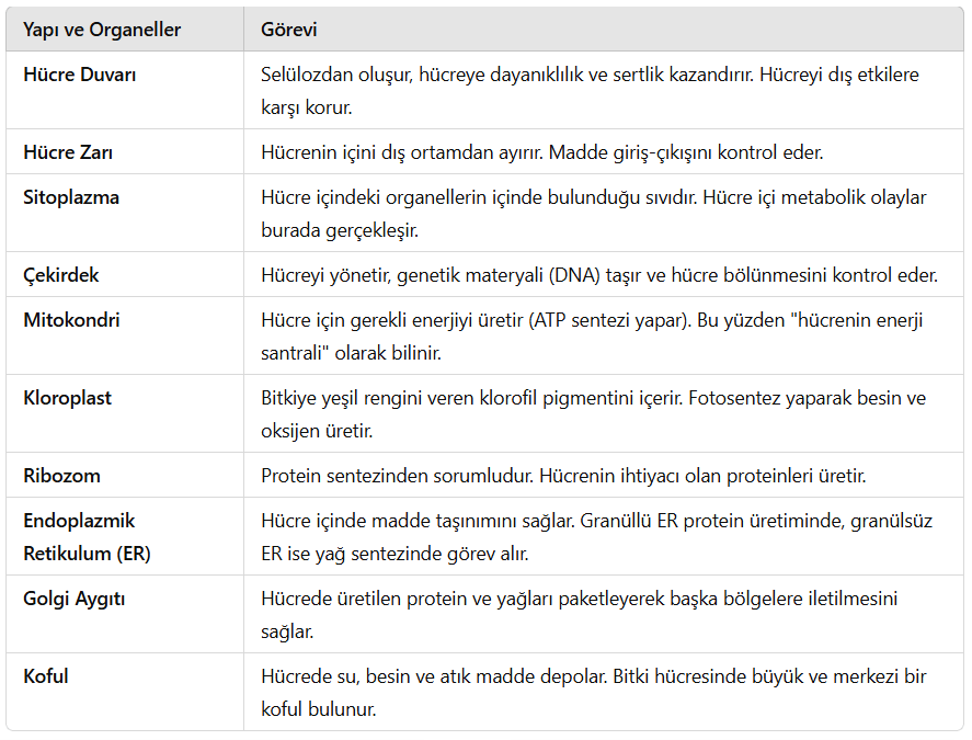 Bitki Hücresindeki Yapı ve Organeller